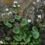 Cardamine asarifolia 整株植物