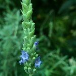 Lavandula spp. Hábito