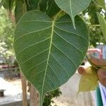 Ficus religiosa Folha