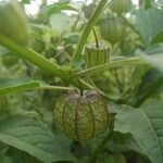 Physalis angulata Fruit