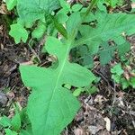 Lactuca floridana Levél