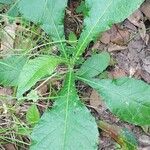 Elephantopus carolinianus Leaf