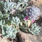 Teucrium yemense Flor