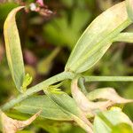 Linum grandiflorum Bark