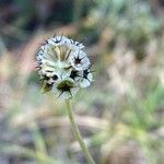 Scabiosa triandra Fruit