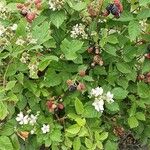 Rubus scaber Habit