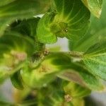 Acalypha australis Plod