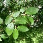 Ligustrum sinense Ліст