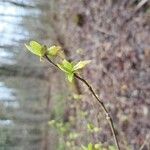 Dirca palustris Blomst