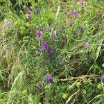 Vicia dasycarpa Habit