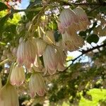 Enkianthus campanulatus 花