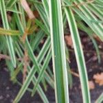 Carex morrowii 葉