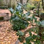 Ilex aquifoliumBlatt