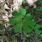 Sanguinaria canadensis葉