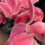 Cyclamen persicumBloem