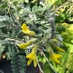 Sophora tomentosa Blomst