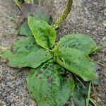 Plantago major 整株植物