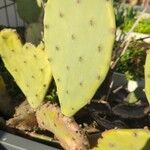 Opuntia strictaBlad