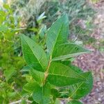 Ligustrum ovalifoliumLapas