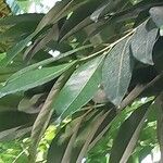 Ficus saussureana Hoja