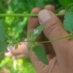 Clinopodium gracile പുഷ്പം