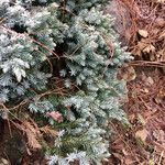 Juniperus squamata Fuelha