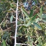 Searsia gueinzii Bark