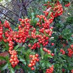 Pyracantha coccinea 整株植物