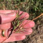 Themeda quadrivalvis Žiedas