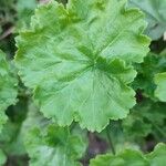 Pelargonium × hybridumFoglia