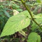 Agastache nepetoides Leaf