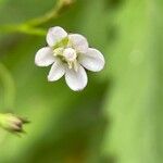 Epilobium coloratum Flower