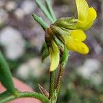 Hippocrepis ciliata Flower