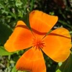 Eschscholzia californicaFlor