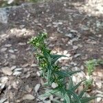 Lithospermum officinaleBlomst