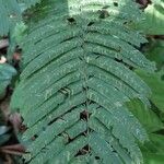 Piptadeniastrum africanum Leaf