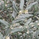 Sarcococca ruscifolia Foglia