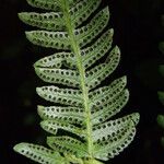 Thelypteris bergiana Φύλλο