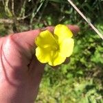 Oxalis pes-caprae Çiçek
