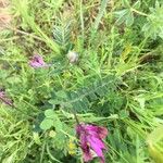 Astragalus hypoglottis Blad