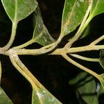 Aspidosperma desmanthum Corteza
