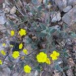 Helianthemum cinereum Levél