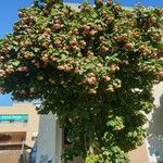 Dombeya wallichii Habit