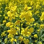 Brassica napus Λουλούδι