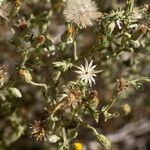 Heterotheca oregona Habitatea
