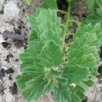 Pedalium murex 葉