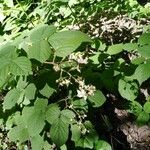 Rubus nigricans Leaf