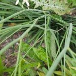 Anthericum ramosum Likasa