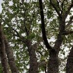 Quercus garryana Foglia