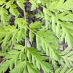 Dicentra formosa 葉
